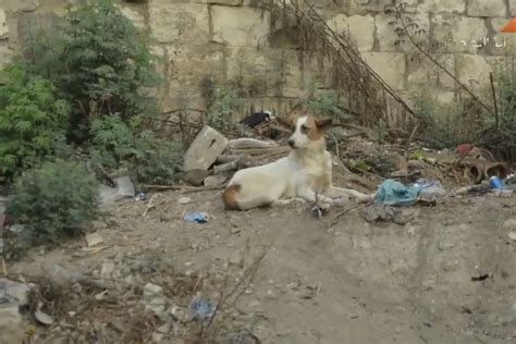 الكلاب الضالة مشكلة تؤرق حياة المواطنين في مدينة نابلس فيديو