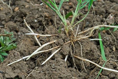 Eine zusätzliche abwehr leistet antiflohmittel, welches speziell für den gebrauch auf der menschenhaut entwickelt wurde. Quecke erfolgreich bekämpfen | Unkraut im garten ...