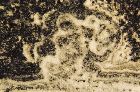 Fossil Stromatolite Cross Section Stock Image E4400200 Science