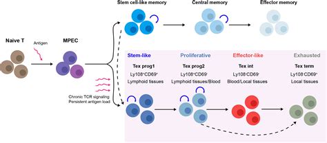 Frontiers The Development Of Cd8 T Cell Exhaustion Heterogeneity And