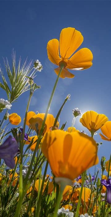 The ultimate southern california spring flower fields guide. Wildflower Bloom Carpets Southern California in Vivid Color