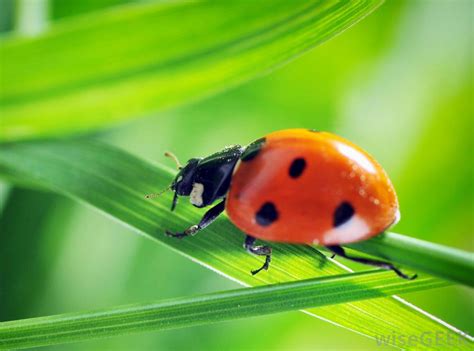 We are the best at bed bug removal. Can You Really Mail Order Ladybugs? (with picture)
