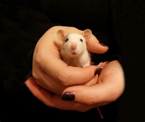 18 Adorable Rat Pics Proving That They Can Be The Cutest