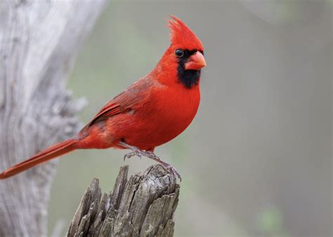 Bird Of The Month Northern Cardinal Mississippi State University