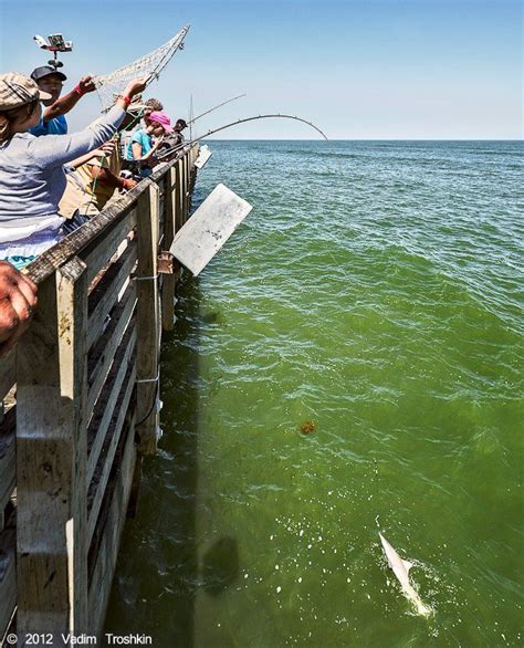 Fishing 61st Pier Galveston - Fishing Info