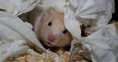 Can Hamsters Eat Meat Heres What Your Furry Friend Likes