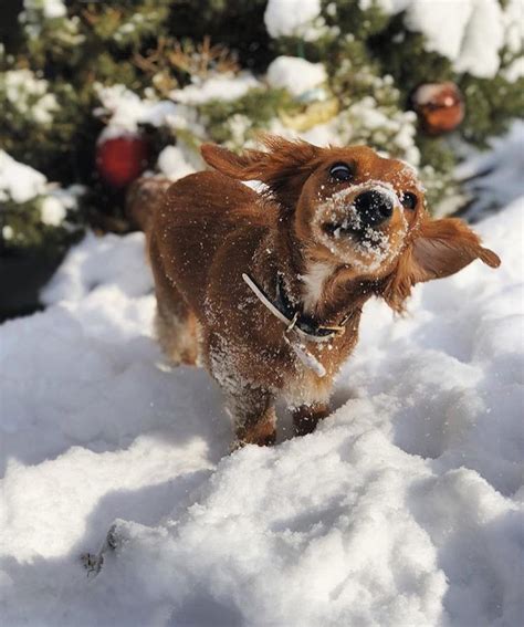 “dachshund Through The Snow Wrigleytheweener” Dachshund Dachshund