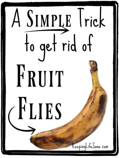 An apple cider vinegar trap could help you get rid of the fruit flies but remember: Get rid of fruit flies FAST - Keeping Life Sane