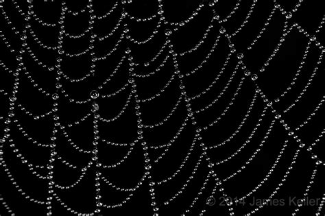 Fog Drops Spider Web