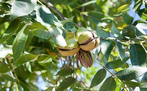 Agrifarming Pecan Nut Cultivation Guide