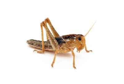Because as the hebrew version of josephus's wars says he was called 'rabbi john the baptist high priest'. Were locusts and honey parts of the common diet? - Matthew ...