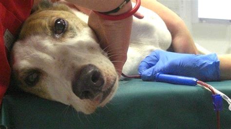 Do Dogs Have Blood Transfusions