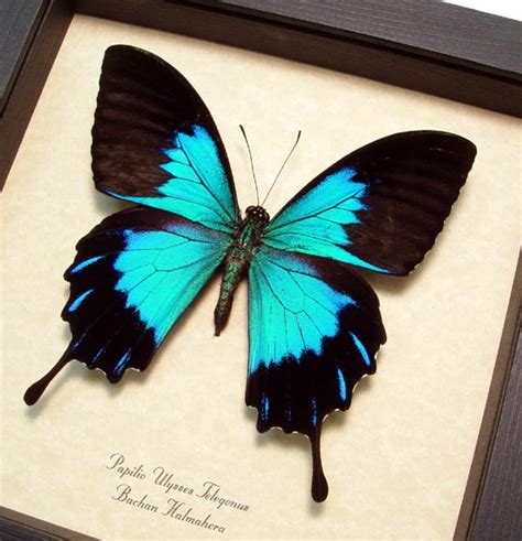Papilio Ulysses Telegonus Blue Mountain Swallowtail