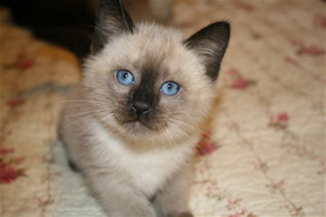 Balinese street sign cat breed feline kitty kitten| indoor/outdoor. Balinese Cat | Cat Breed Selector