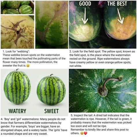 Considering this type of melon doesn't ripen after it is off the vine, the flavor and texture of the fruit will not improve any once it is harvested. How to pick and identify a ripe watermelon in 2020 ...
