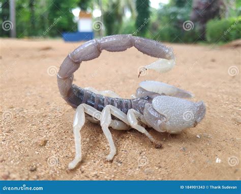The White Scorpion Stock Image Image Of Poisonous Scorpion