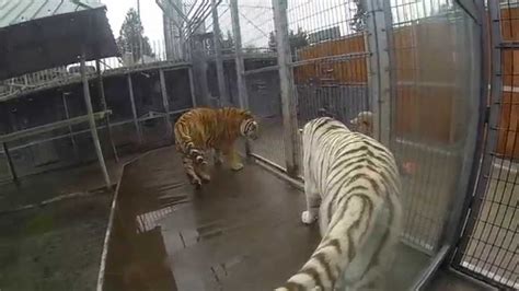 Cougar Mountain Zoo Issaquah Washington Tiger Exhibit Youtube