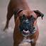 Boxer Size Guide How Big Do Boxers Get  Puppy Weight Calculator