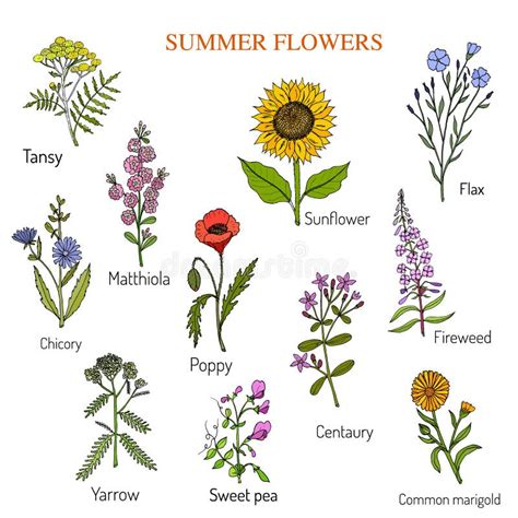 Summer Flowers Set Stock Vector Illustration Of Fireweed 88772699
