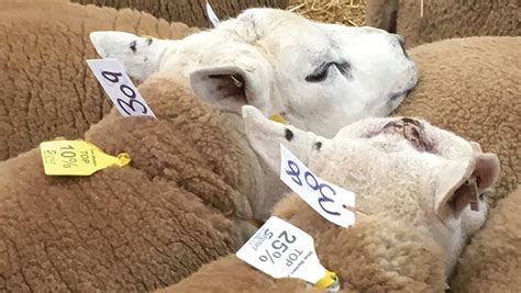 How One Sheep Farm Benefits At Sales From Gold Plus Standard