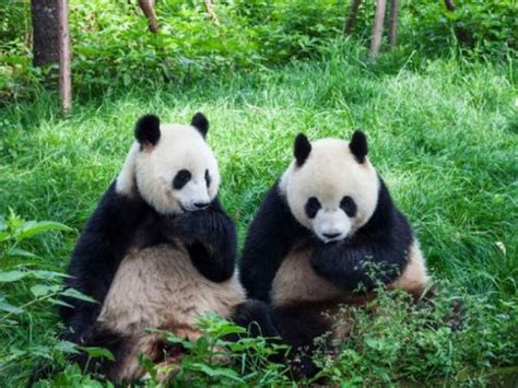 Revelan Las Im Genes Del Primer Oso Panda Gigante Que Naci De Forma