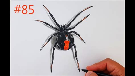 Choose from 413 black widow spider stock illustrations from istock. ÖRÜMCEK ÇİZİMİ / KARADUL ÖRÜMCEĞİ ( SPİDER DRAWİNG / BLACK ...