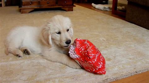 Golden Retriever Puppy Opening Her Christmas Present Youtube