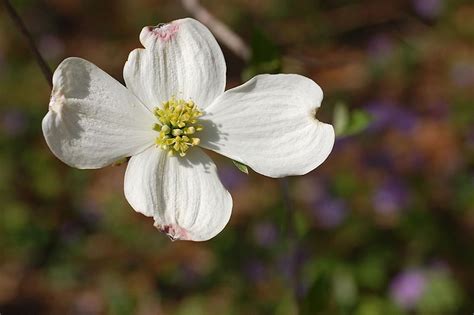 Popular deciduous flowering trees for florida are dogwood tree, japanese flowering cherry tree, and redbud tree that is a native tree, along with the grancy greybeard tree. Mød "Queen" af amerikanske Skove: Filialer, Unikke Blossoms
