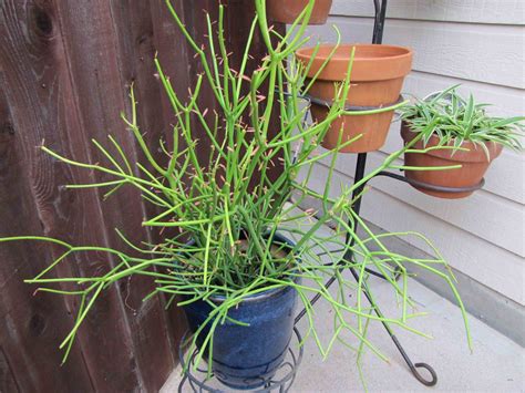 Pencil Plant Oct 2012 Pencil Plant Euphorbia Tirucalli Flickr
