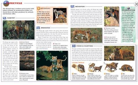 36 Wildlife Explorer Animal Cards Binoculars Compass