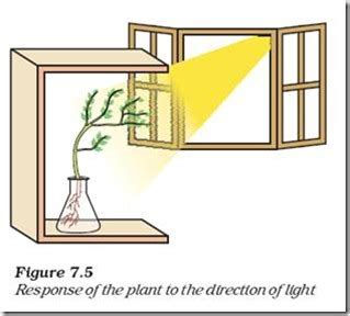 A plant growing towards the light is an example of. Biology X | Control and Coordination | COORDINATION IN ...