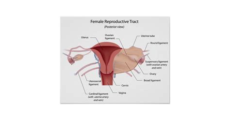 Female reproductive organs diagram labeled. Female reproductive system labeled diagram poster | Zazzle