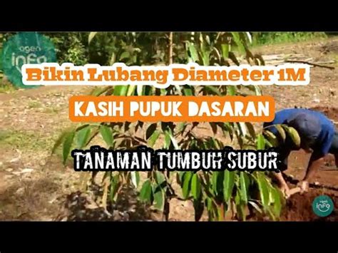 Hal ini perlu dilakukan supaya hasil tanaman ini selalu sehat dan lebat. cara menanam durian supaya tumbuh subur - YouTube