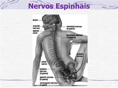 Aula De Anatomia Nervos Espinhais Nervio Espinal Anatomia Nervio Images