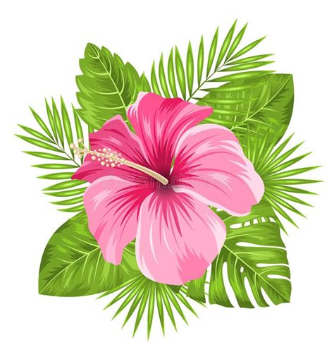 Beautiful Pink Hibiscus Flowers Blossom And Tropical Leaves Stock