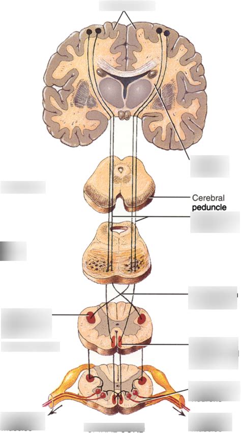 Motor Pyramidal System Lateral Anterior Corticospinal Tracts
