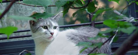 An estimated sixty million feral cats live in the united states today. Neighborhood Cats | TNR in NYC | Workshops
