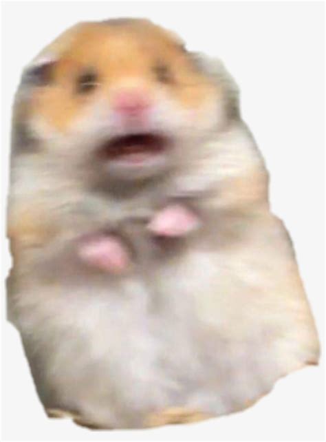 Meme Hamster Cult Pfp If You Dont Know What The Hamster Cult Is Its