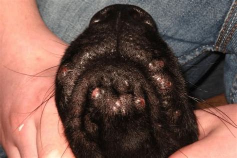 Dog Pimples On Back Belly And Head Causes Treatment And Pictures