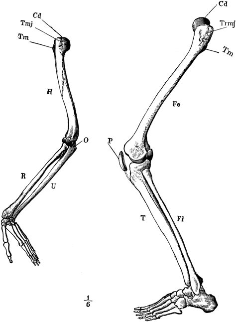 Arm And Leg Skeleton Clipart Etc