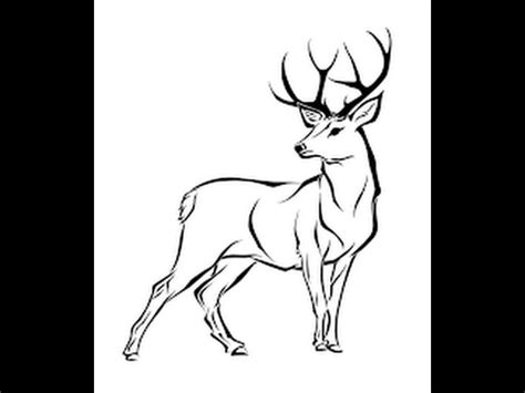 Whitetail deer, also known as whitetails, are native to north america, central america, and south america. How to draw White tailed deer full body Drawing in steps ...