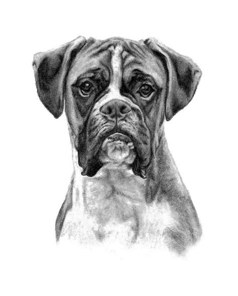 Boxer Dog Sketch At Explore Collection Of Boxer