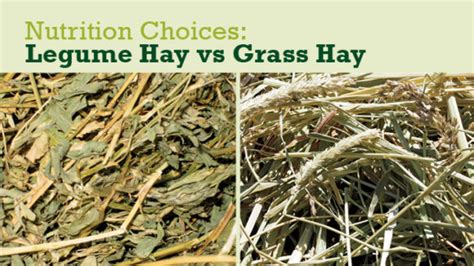 Legume Hay Vs Grass Hay The Pros And Cons Which One Is Better