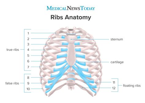 All the bones and joints of the body make up the passive part of the locomotor apparatus. How many ribs do humans have? Men, women, and anatomy