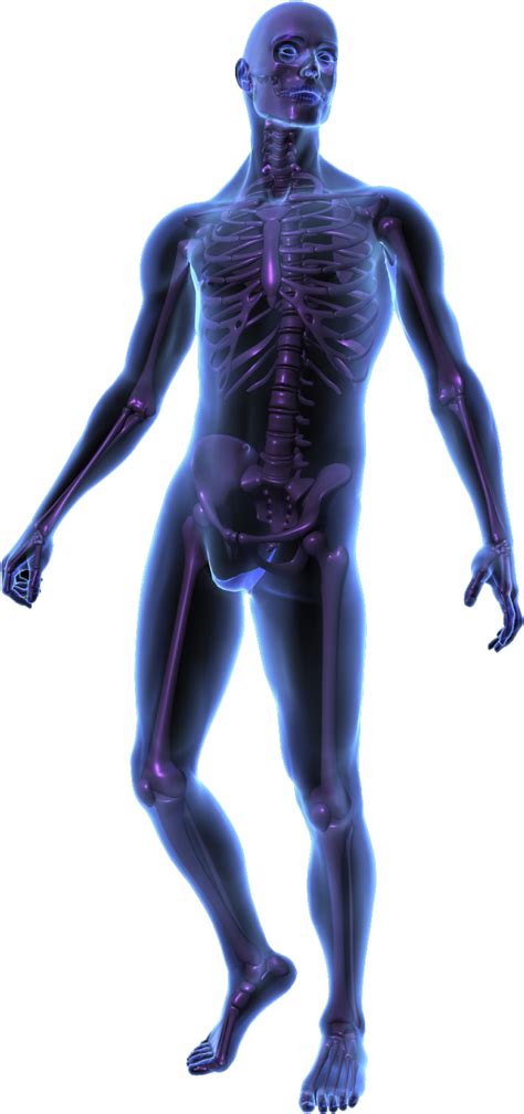 X Ray Png Hd Png Mart