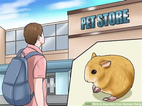 4 Ways To Deal With Your Hamster Dying Wikihow