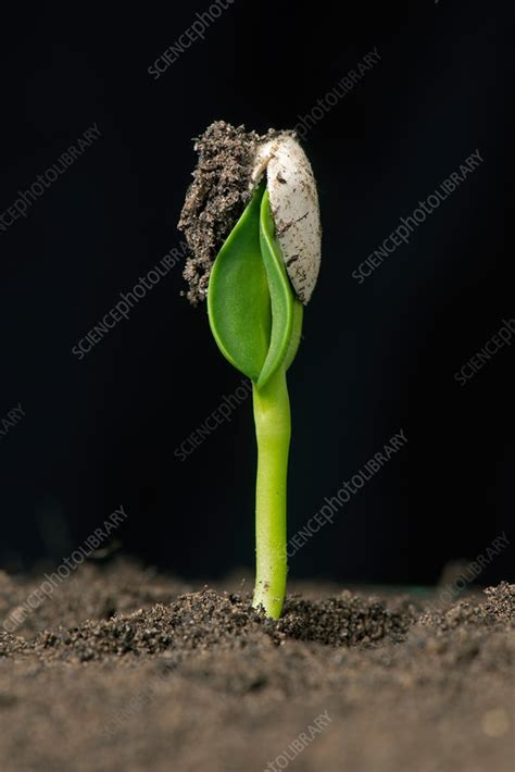 Sunflower Seed Germinating 1 Of 6 Stock Image C0362732 Science
