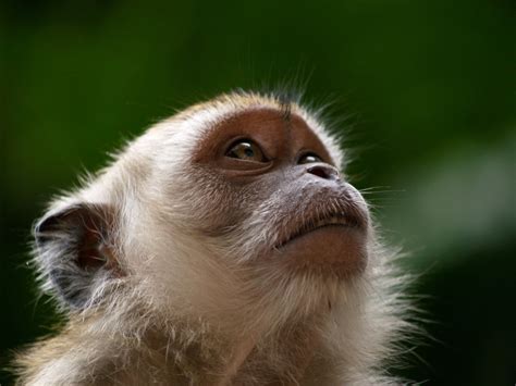 Free Download Monkey Wallpaper Widescreen Monkey Pictures Images For