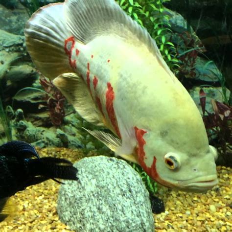 Albino Oscar Fish 3 Inch World Wide Fish And Pets