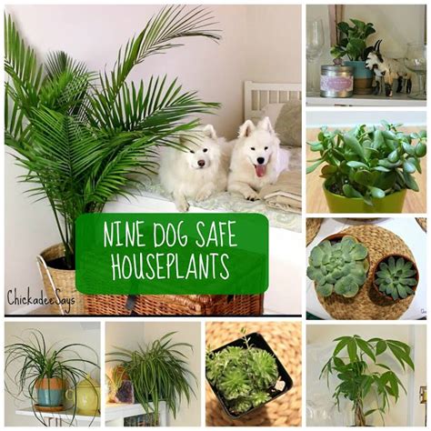 9 Dog Safe Plants For A Stylish Home Plants Toxic To Dogs Plants